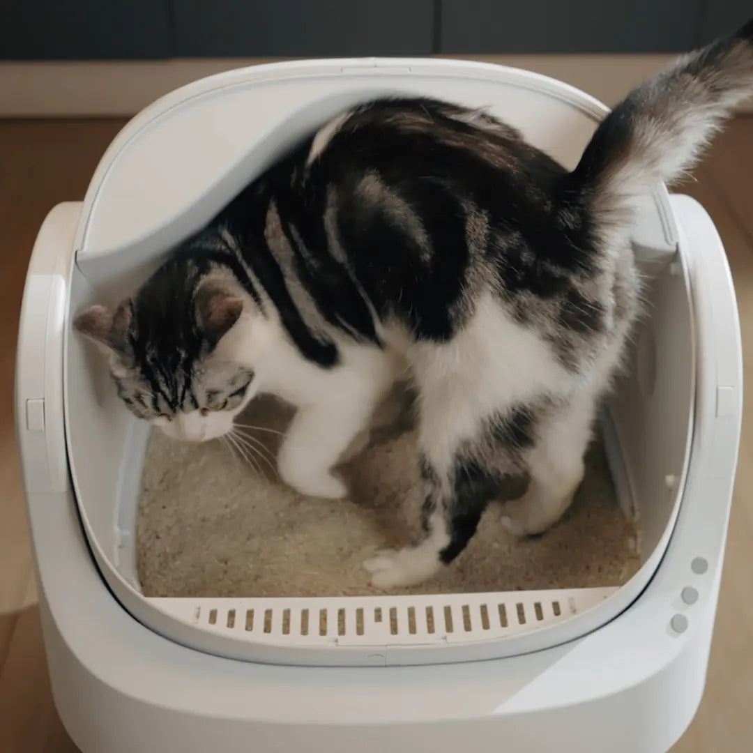 Petpivot Autoscooper 11: Open-Top Self-Cleaning Cat Litter Box with Odor Control (Trash Bags Included)